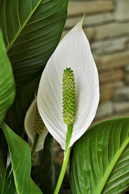 spathiphyllum-4260803_640.jpg