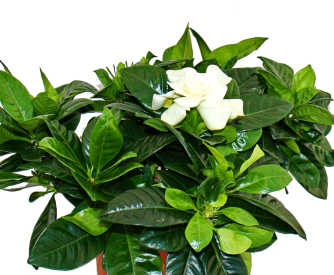 gardenie duftende bluetenpflanze mit creme weiss farbenen blueten 12cm topf 1